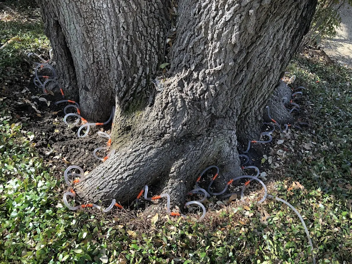 Detailed Tree Cabling and Bracing job site in Ashuelot