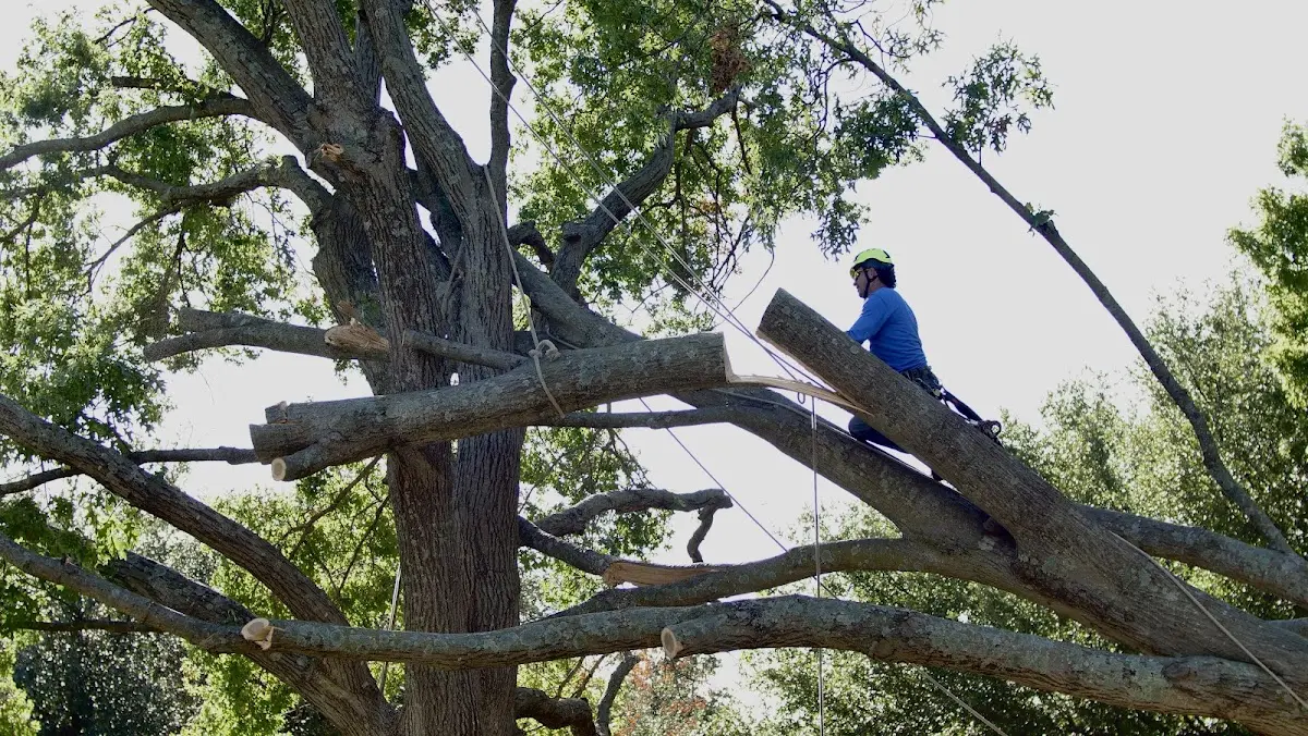 Professional Crown Thinning performed by certified arborists in Ashuelot
